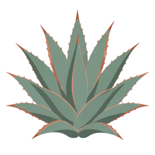 Ilustración de planta de agave